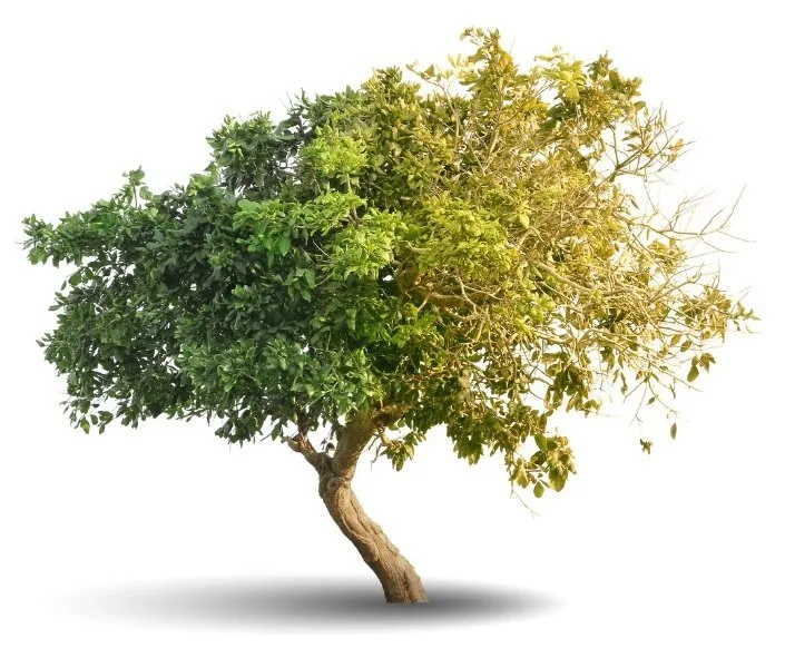A tree showing two contrasting sides—lush green on one and dry, withered on the other—symbolizing transformation and balance with Homeopathy at Home.